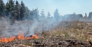 Conaf actualiza el estado del incendio forestal en Florida y Quillón