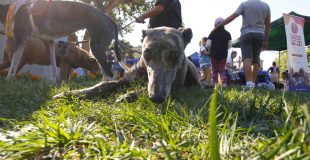 Municipios del Gran Concepción se comprometen a fortalecer la tenencia responsable de mascotas