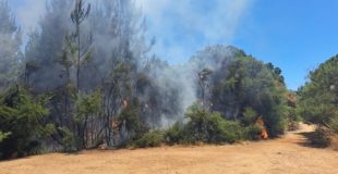 Parque Museo Pedro del Río Zañartu cierra temporalmente debido a emergencia por incendio forestal