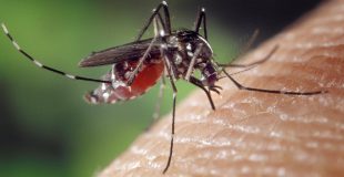 Vecinos de Talcahuano preocupados por plaga de zancudos y limitaciones en el control de larvicidas por parte del Municipio