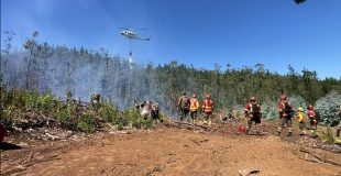 Alerta amarilla en Tomé por incendio forestal