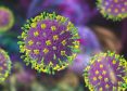 Virus Nipah en India