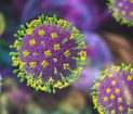 Virus Nipah en India